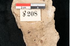 Foto (Detailansicht) von Callitris brongniartii Endl. (NHMW-GEO-2024-0188-8208)